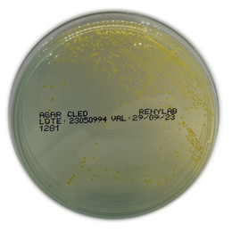 Ágar CLED – 10 Placas (90 × 15 mm)