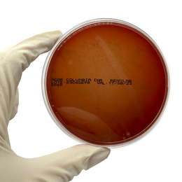 Ágar Columbia CNA – 10 Placas (90 × 15 mm)